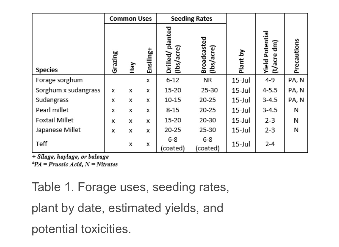 Utilizing Summer Annual Forage
