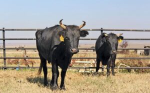 DEXTERS survive for decades in national park