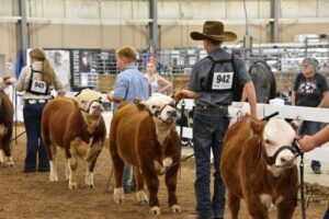 What is the Best Way to Sell Your Cows?