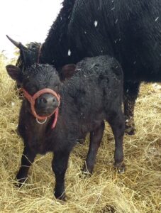 Halter training your calf….when is the right time?
