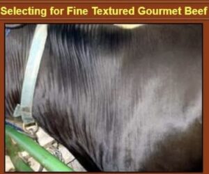 Breed standard…Detailed English Dexter Breed standard that well defines Dexters unique traits.