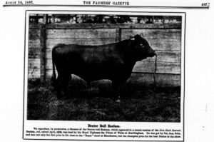 Bantam is what a Champion prize Dexter looked like in 1897.