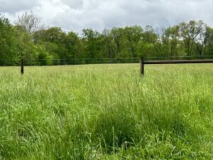 Check this list before turning your cows out on pasture this Spring