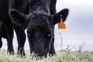 Protecting Your Cattle in Spring