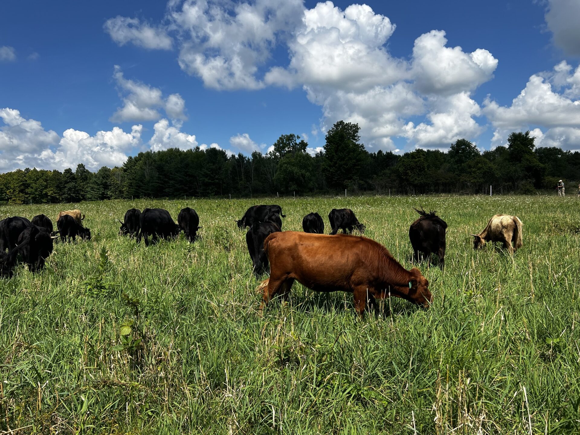 WCP – A more resilient Food System