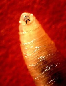 Screwworm Threat