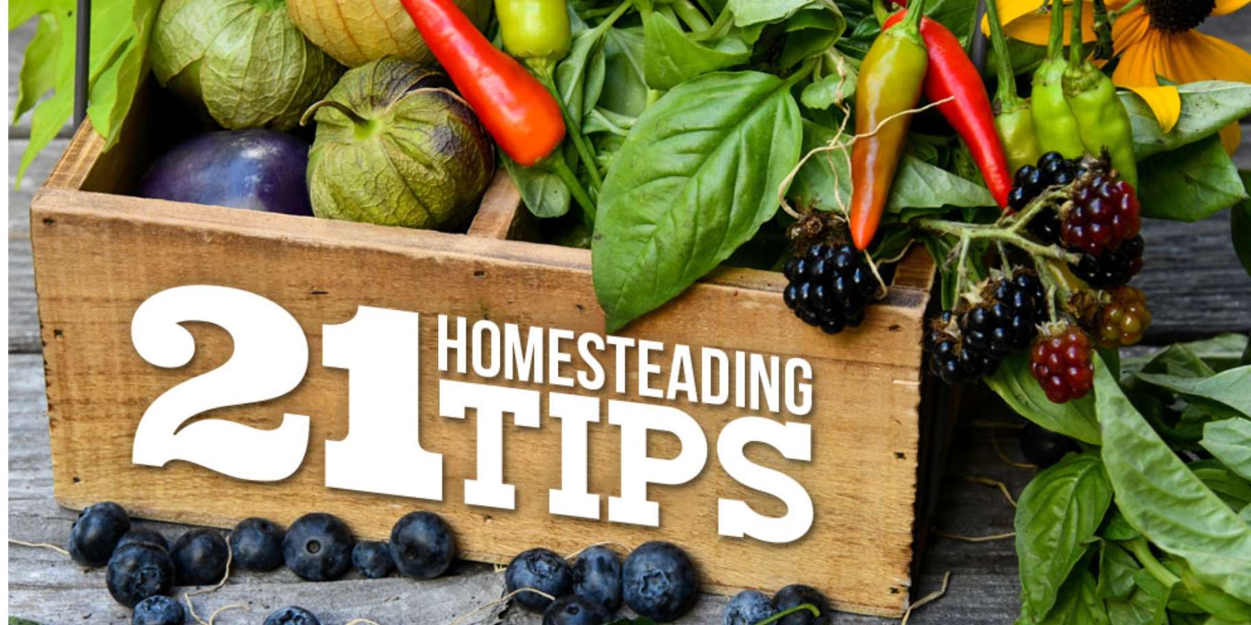 Tips For Starting A Homestead
