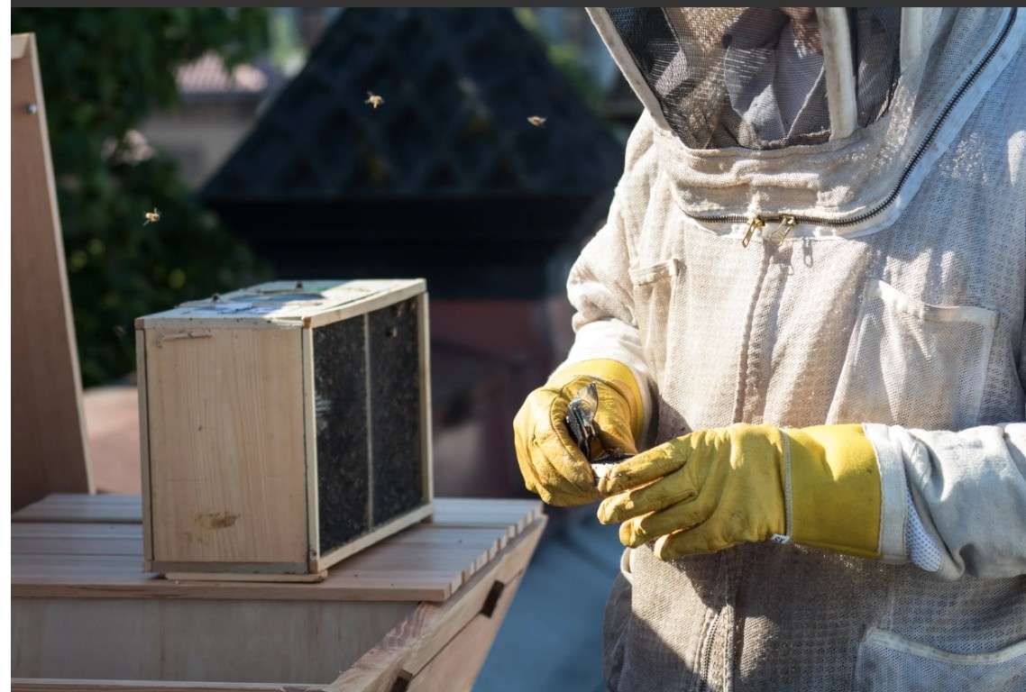 Have You Considered Bee Keeping?