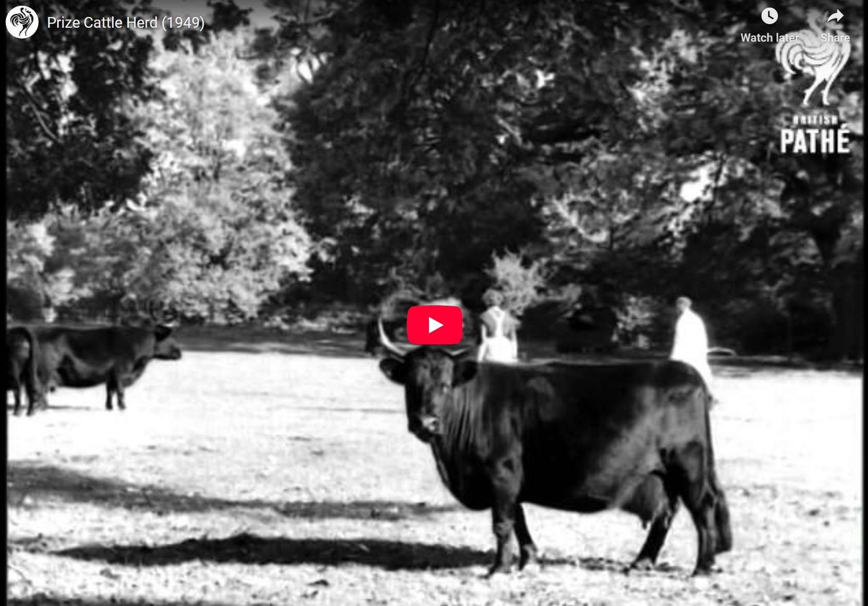 ONE OF THE MOST CELEBRATED DEXTER HERDS