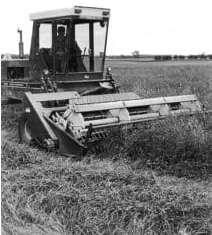 Control Weeds Naturally