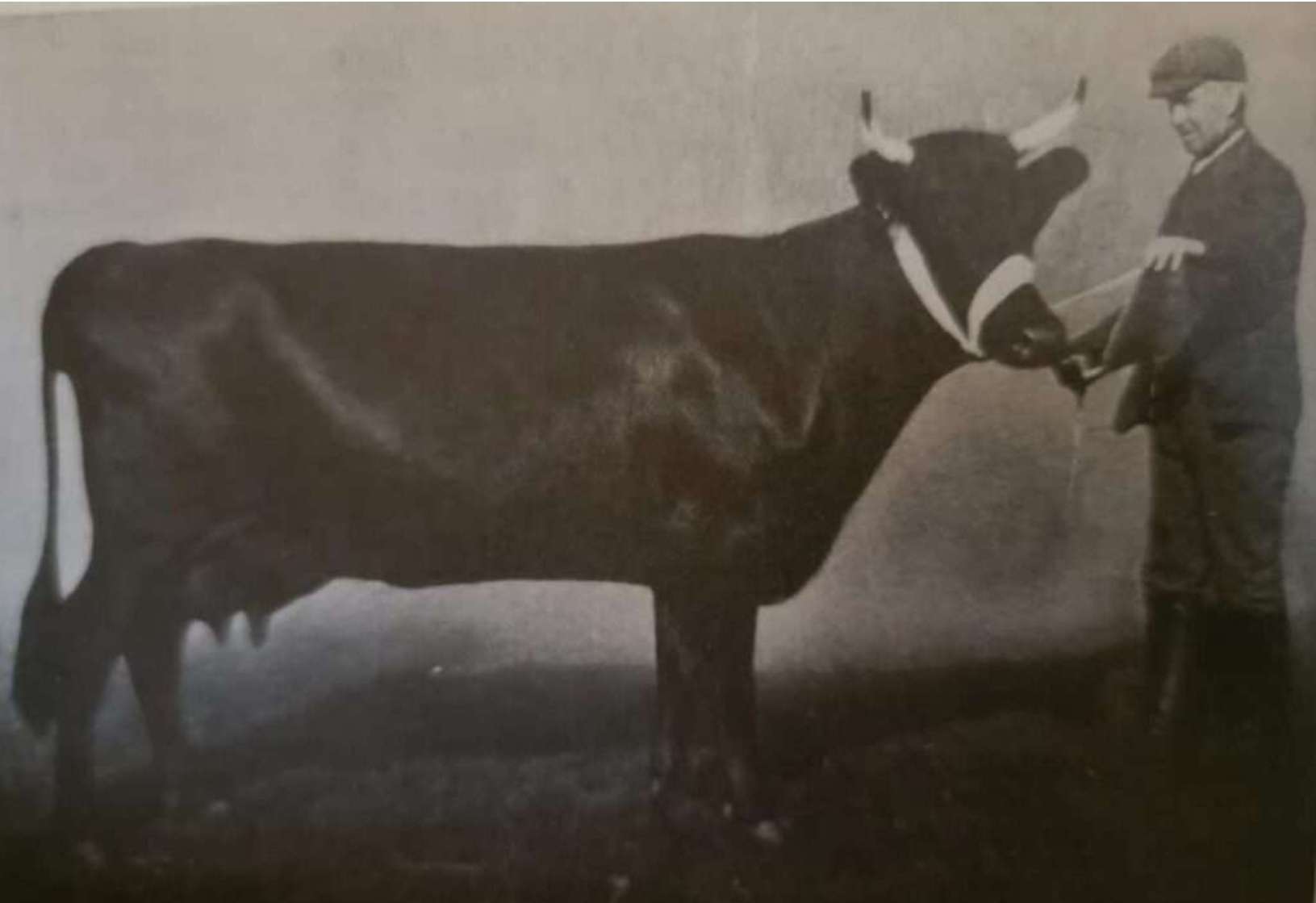 The Dual Purpose Dexter And The Kerry History