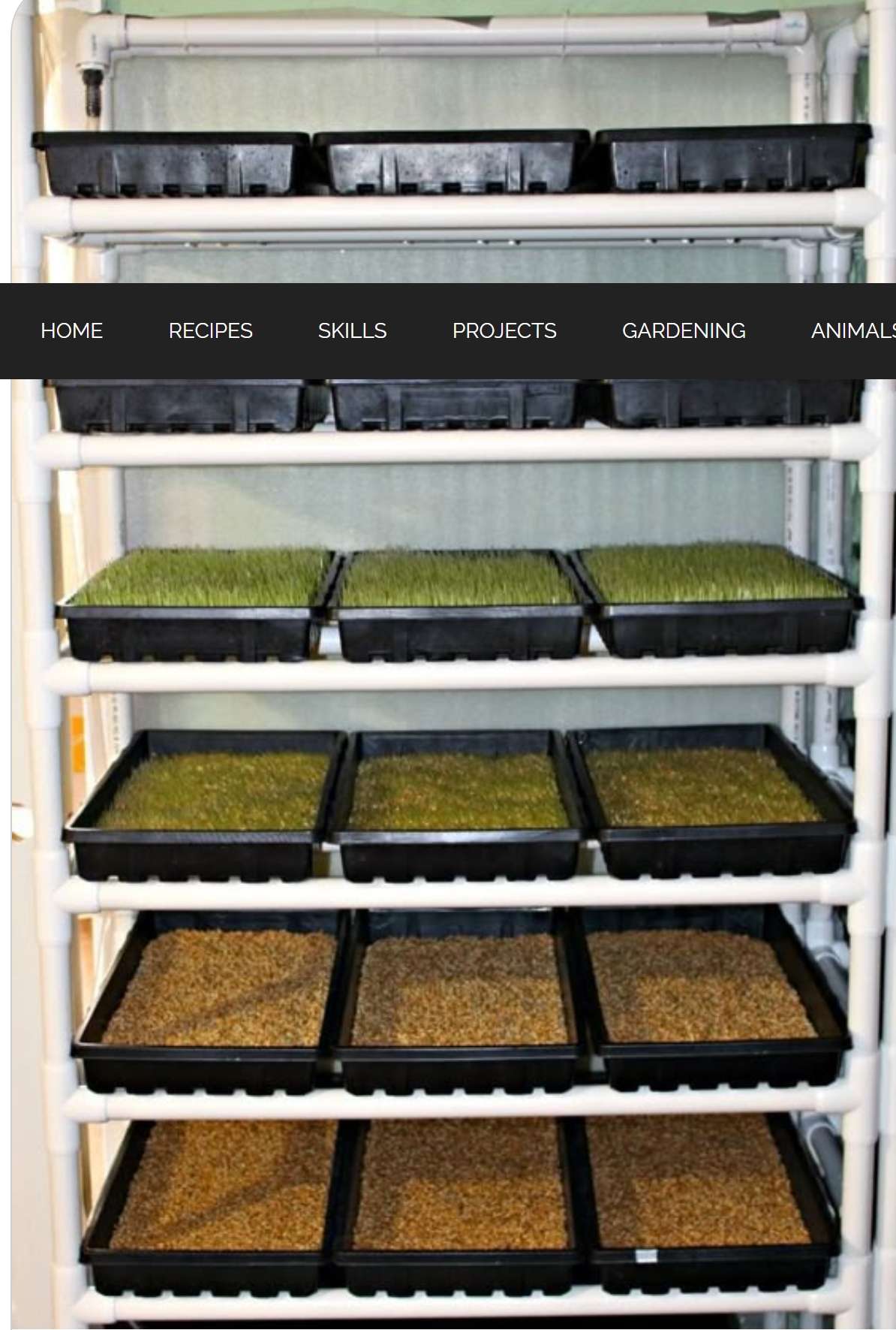 Have You Considered Fodder To Feed Your Livestock?