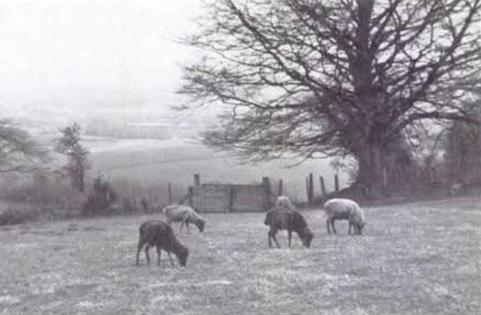 Interesting, Dexters were used to replicate a farm in 300 B.C.