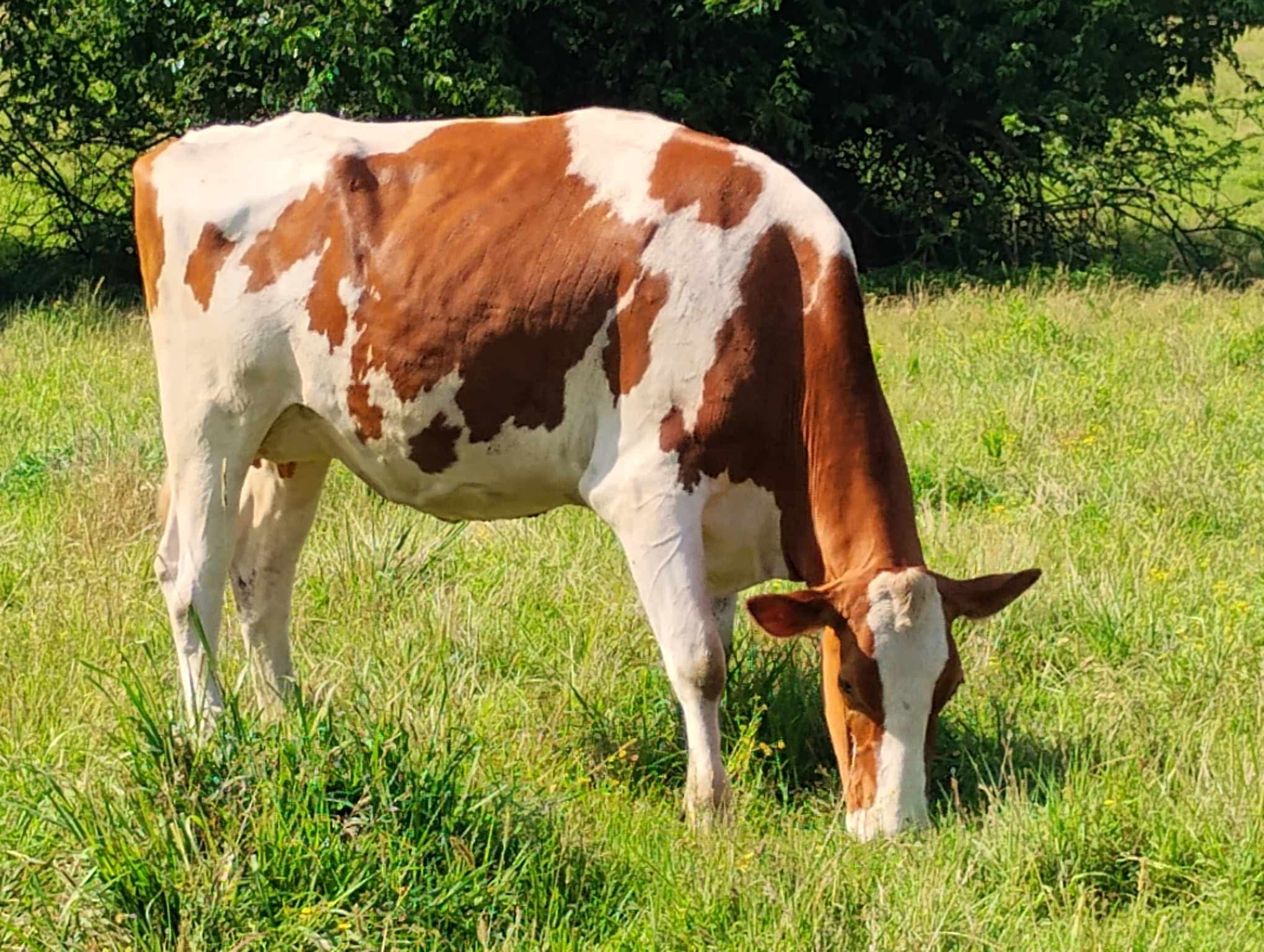 Nutrition and milking by Juliette Albrecht