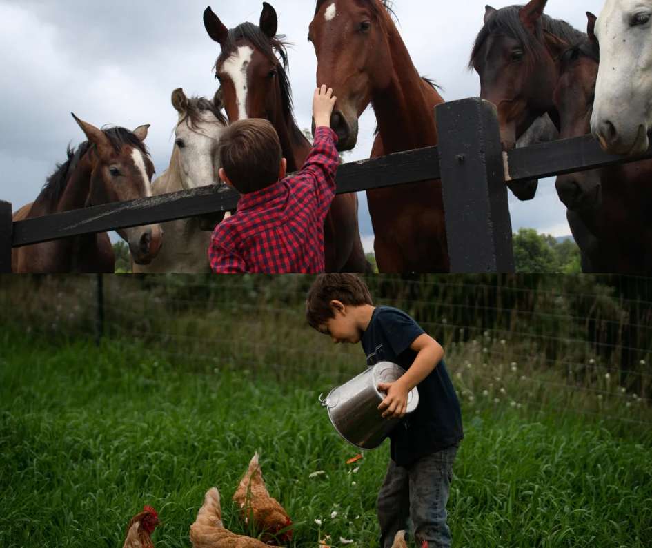 Boost Your Livestock Show Success: Top Social Media Strategies!