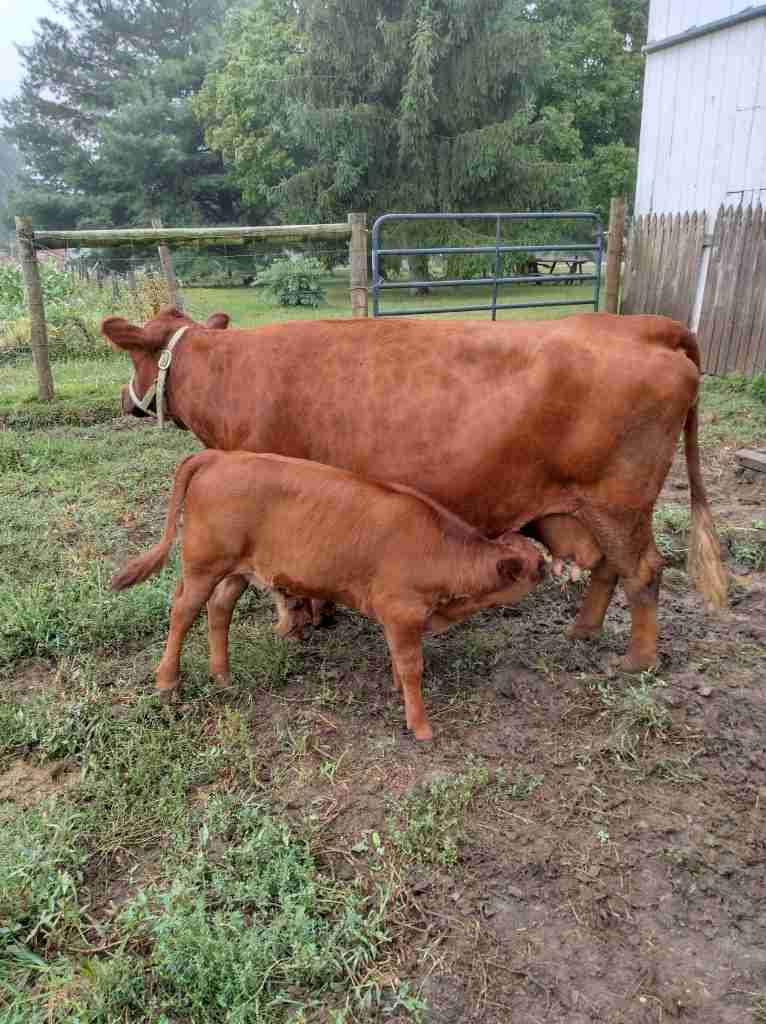 Top Homesteading Breed!