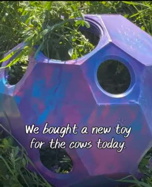 Fun on a Dexter Homestead