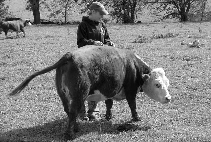 Miniature Cattle: For Real, For Pets, For Production