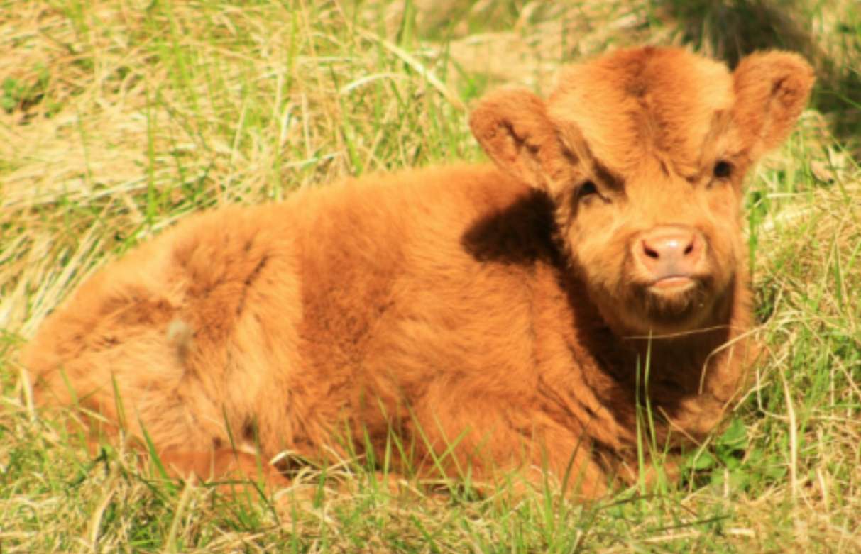 Mini Moo Magic: The Fascinating Story of Miniature Cows