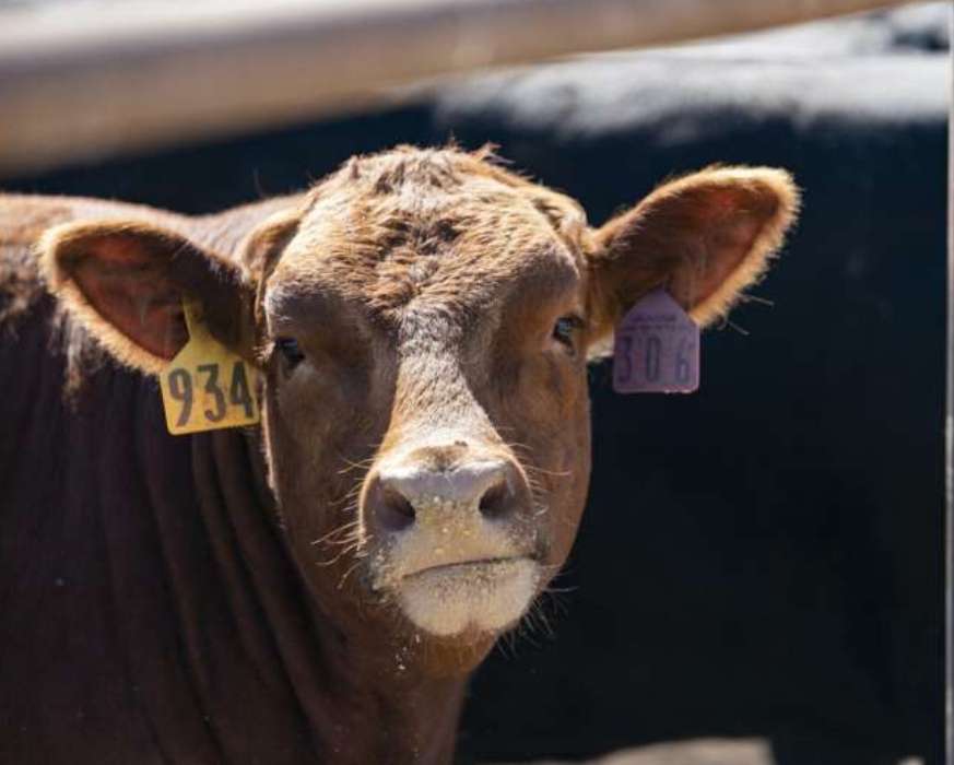 Beef with a story to it: Niche market for ranch-raised beef on the rise