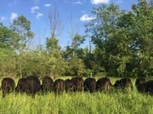 Economic and Social Benefits of Pastured Beef