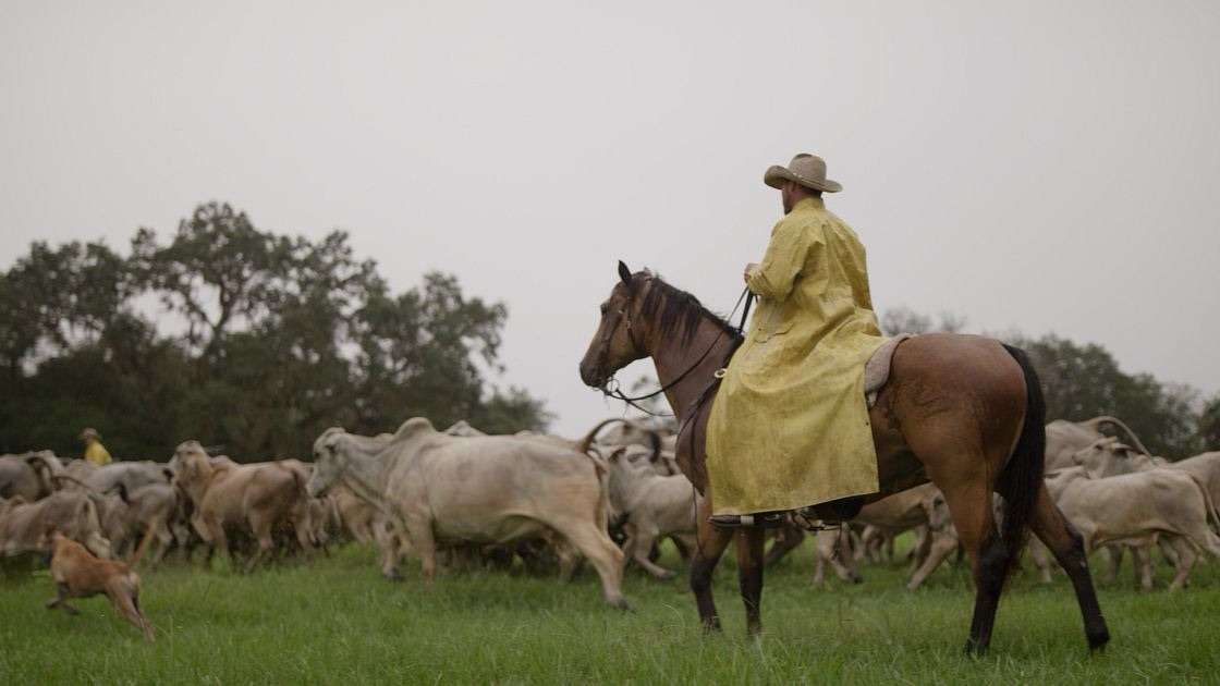 Humanely raising safe beef