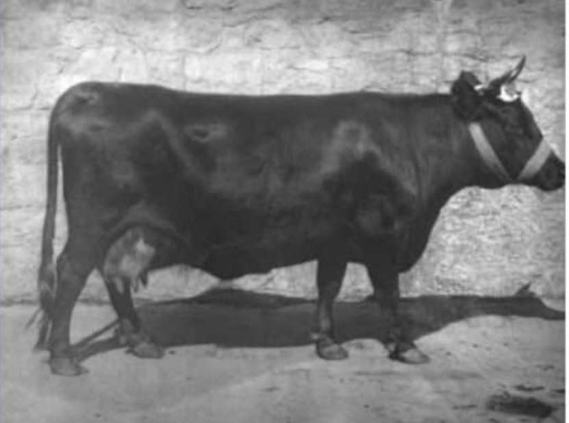 Historically looking at the Dexter milk properties!