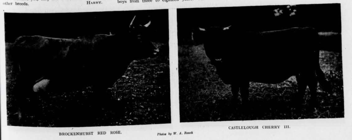 The importance of the Dexter Head