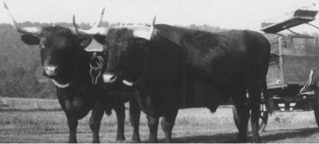 Selecting Calves for Oxen