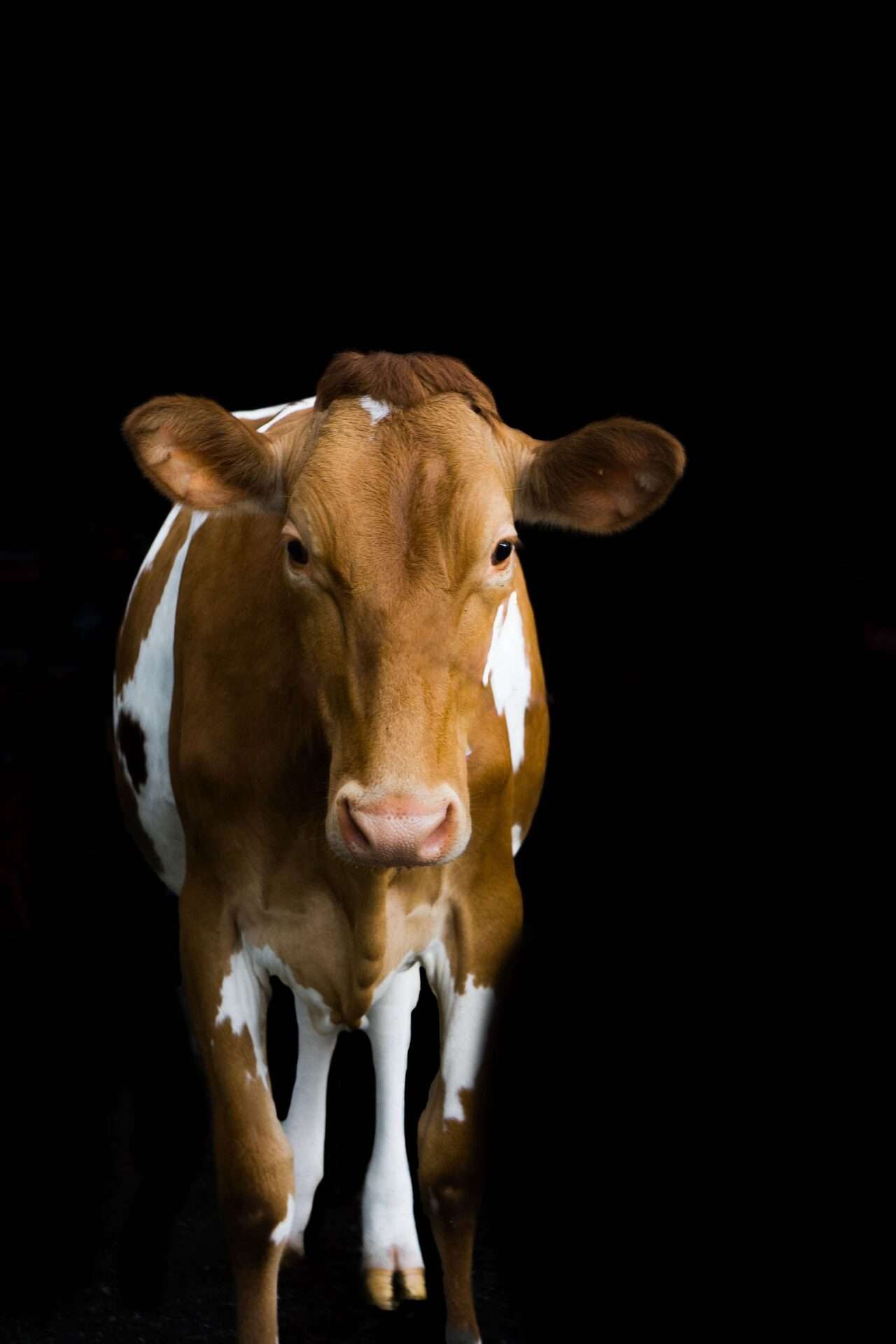 Reproduction and AI, by Kim May of the Facebook group The Science Of Owning Dairy cattle.