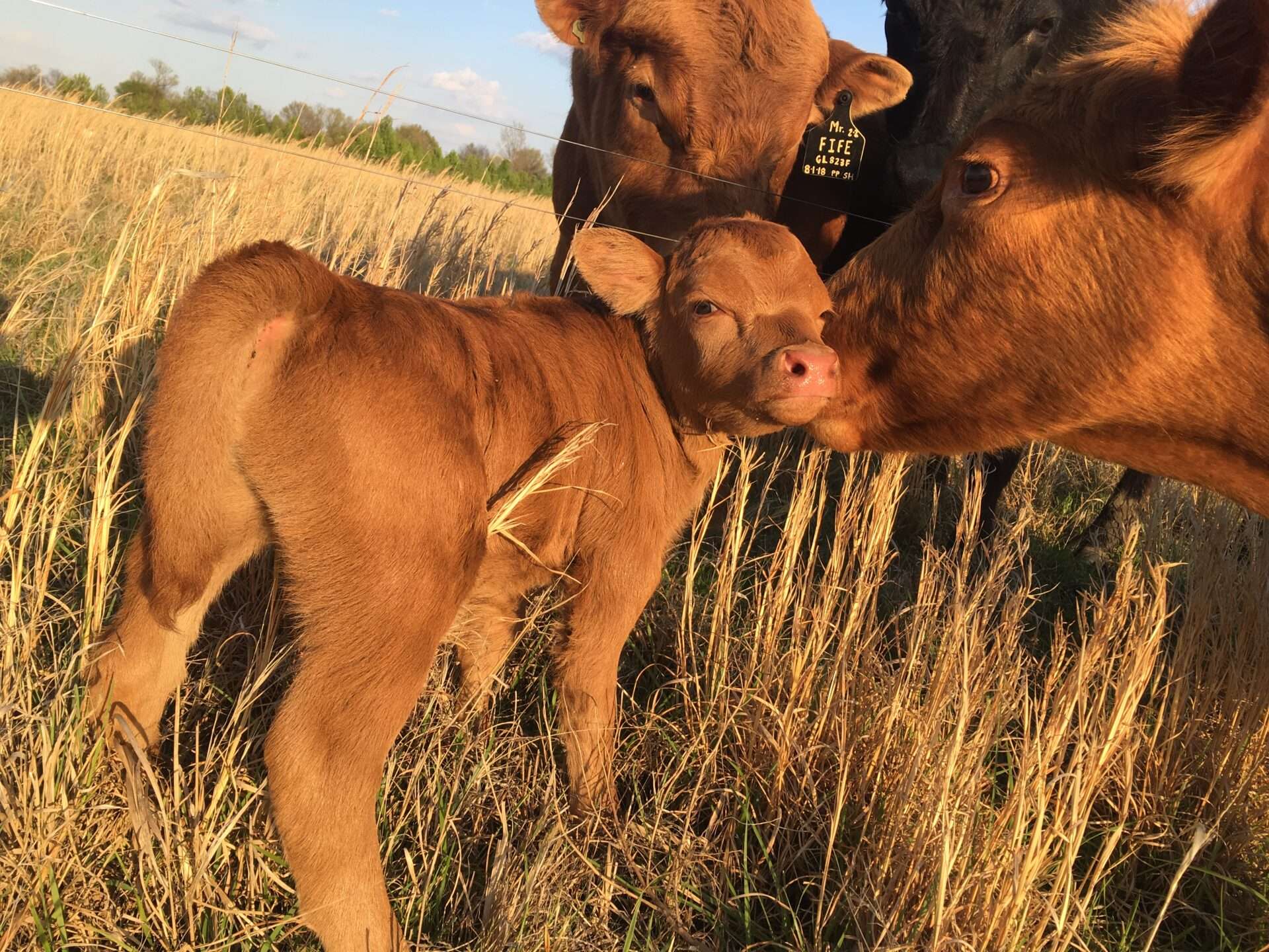 Embracing Chondrodysplasia in Dexter Cattle: A Compelling Choice for Small Farms