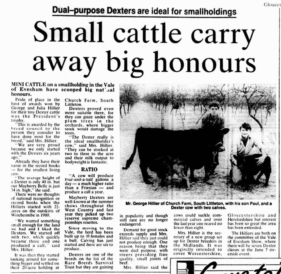 SMALL CATTLE CARRY AWAY BIG HONORS