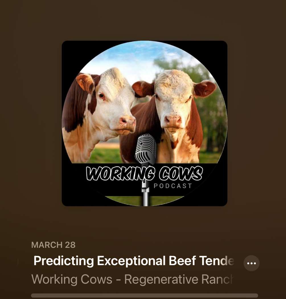 TENET BEEF UPDATE