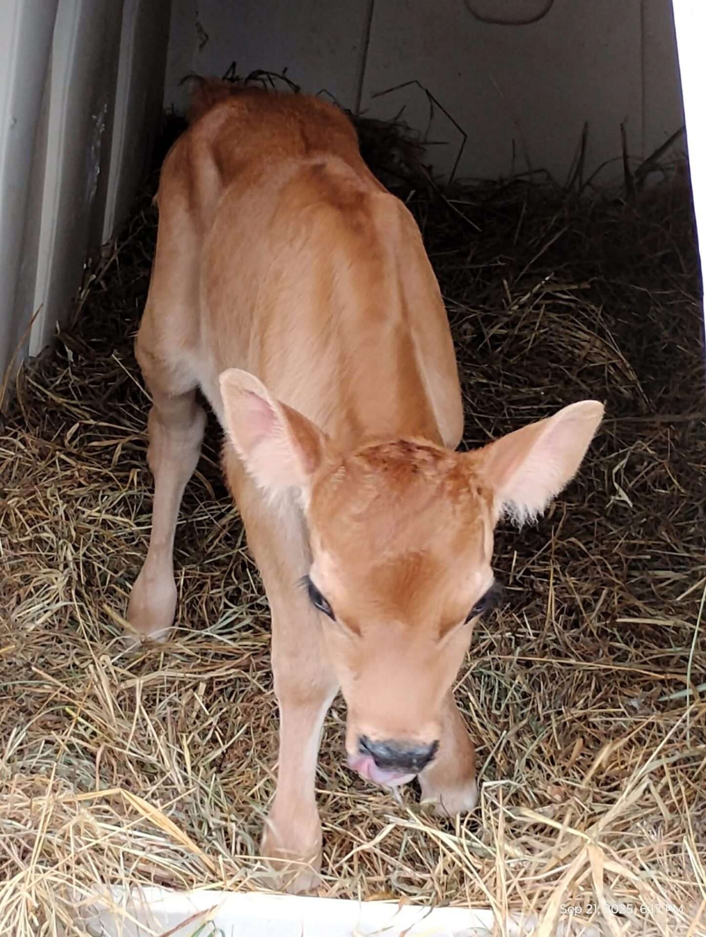 Labor and Delivery, By Juliette Albrecht