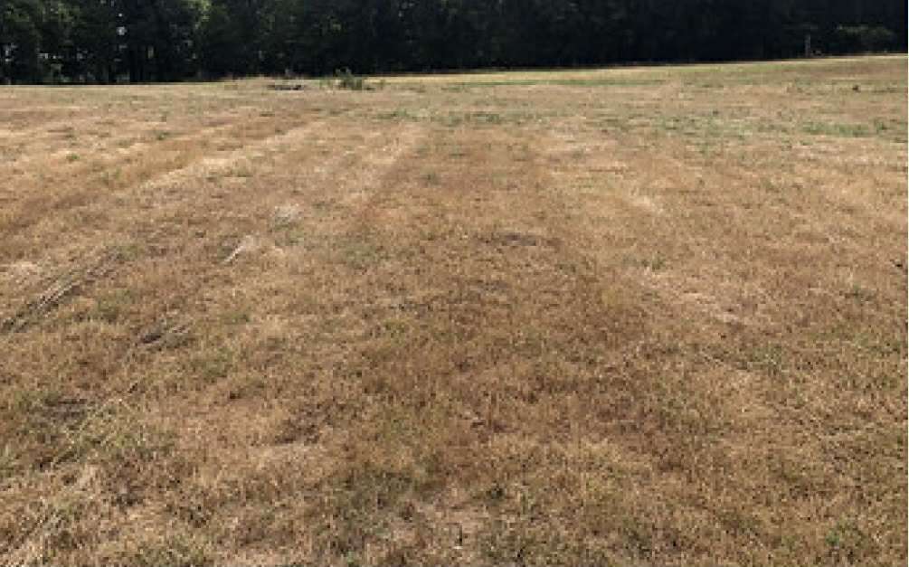 Caring for your Dexters through a drought.