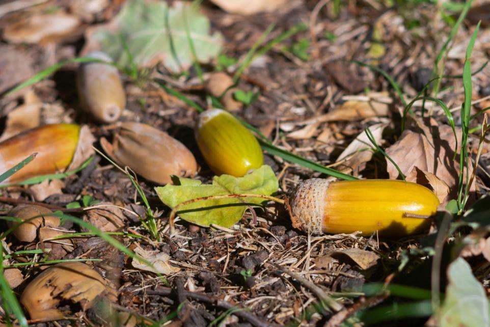 Acorn toxicity poisoning