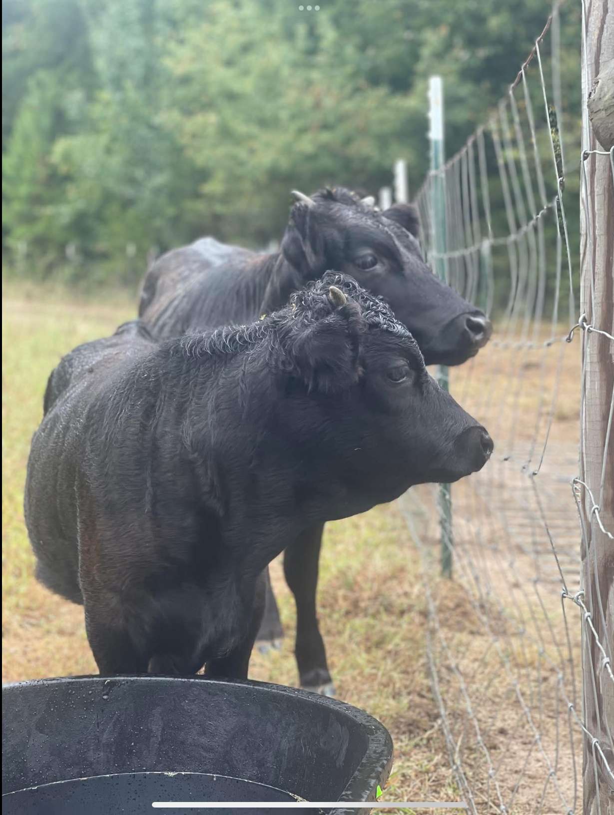 Dexter Arrival: A Homesteading Dream Realized, Hayburner Acres