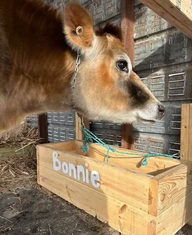 The FAMILY cow…dumbest or best idea?