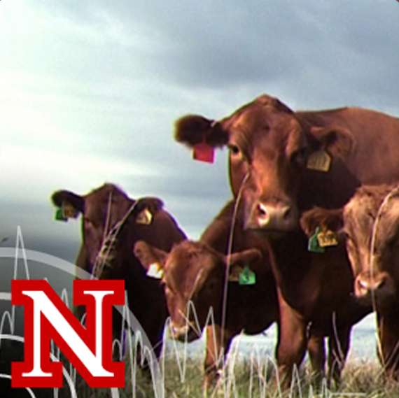 What Do I Need to do Before I Drop off my Meat for Processing?