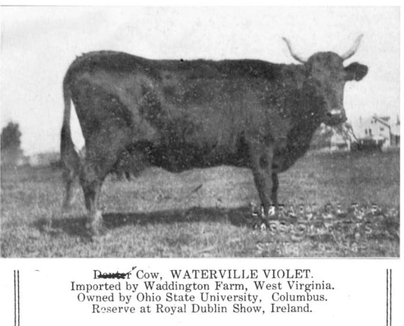 For Many the Dexter breed                                          may have a confusing Past.