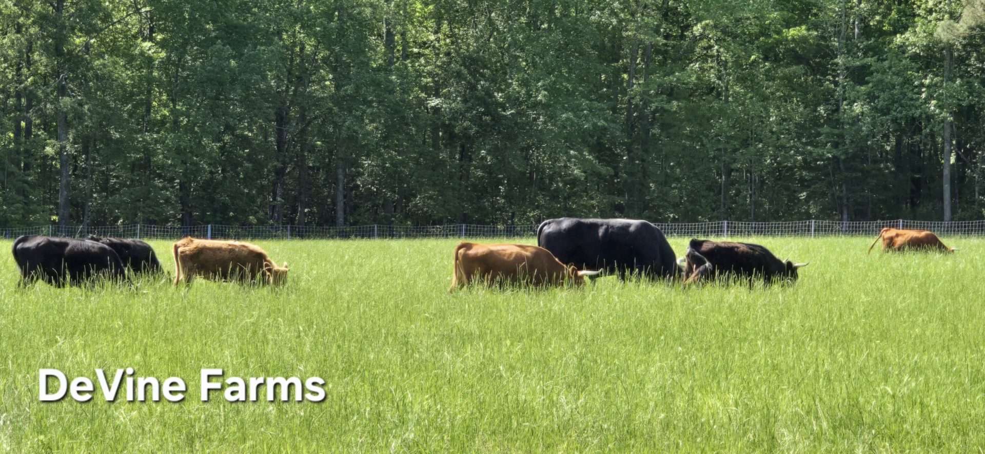 What to Consider When Starting an Irish Dexter Herd