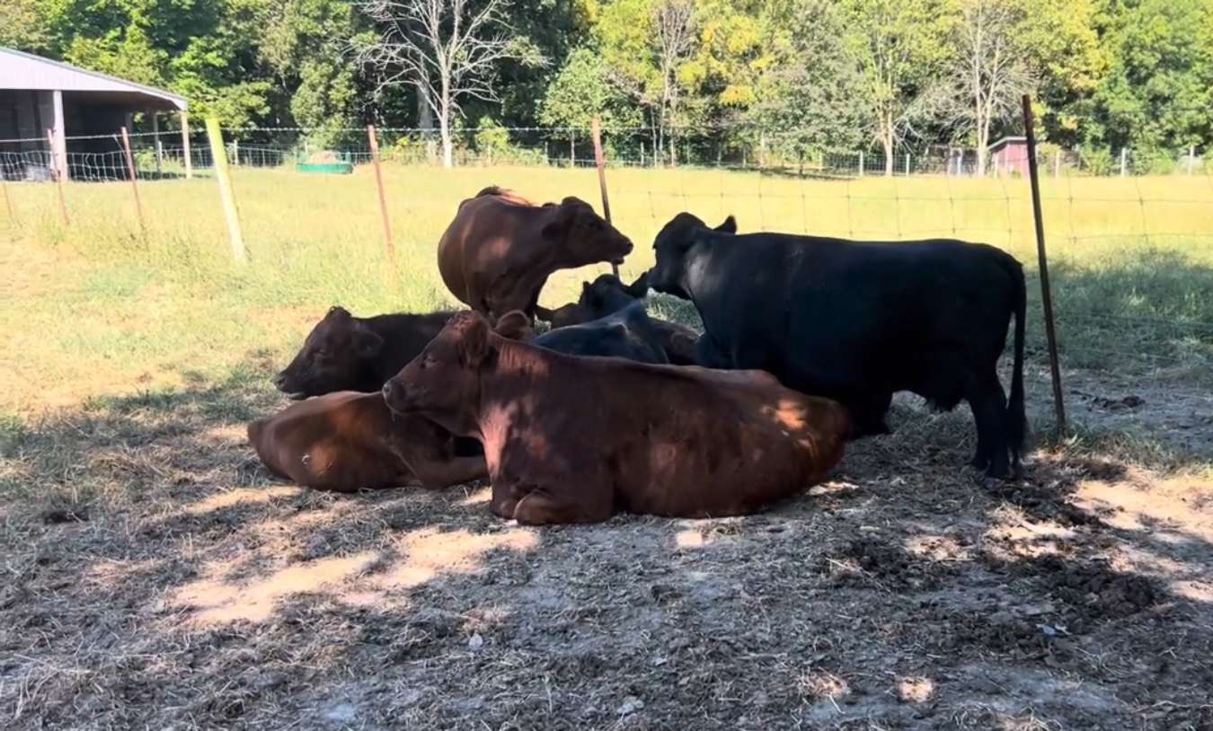 CHONDRO, chondro +, Dwarf a favorite in many herds