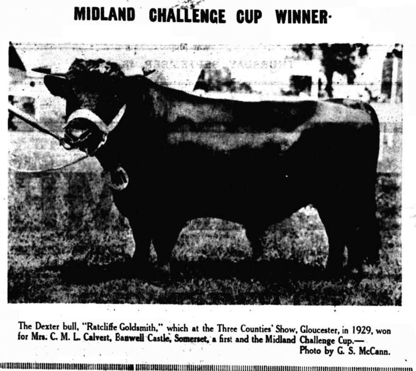 Dexters ARE Irish and Proud of It