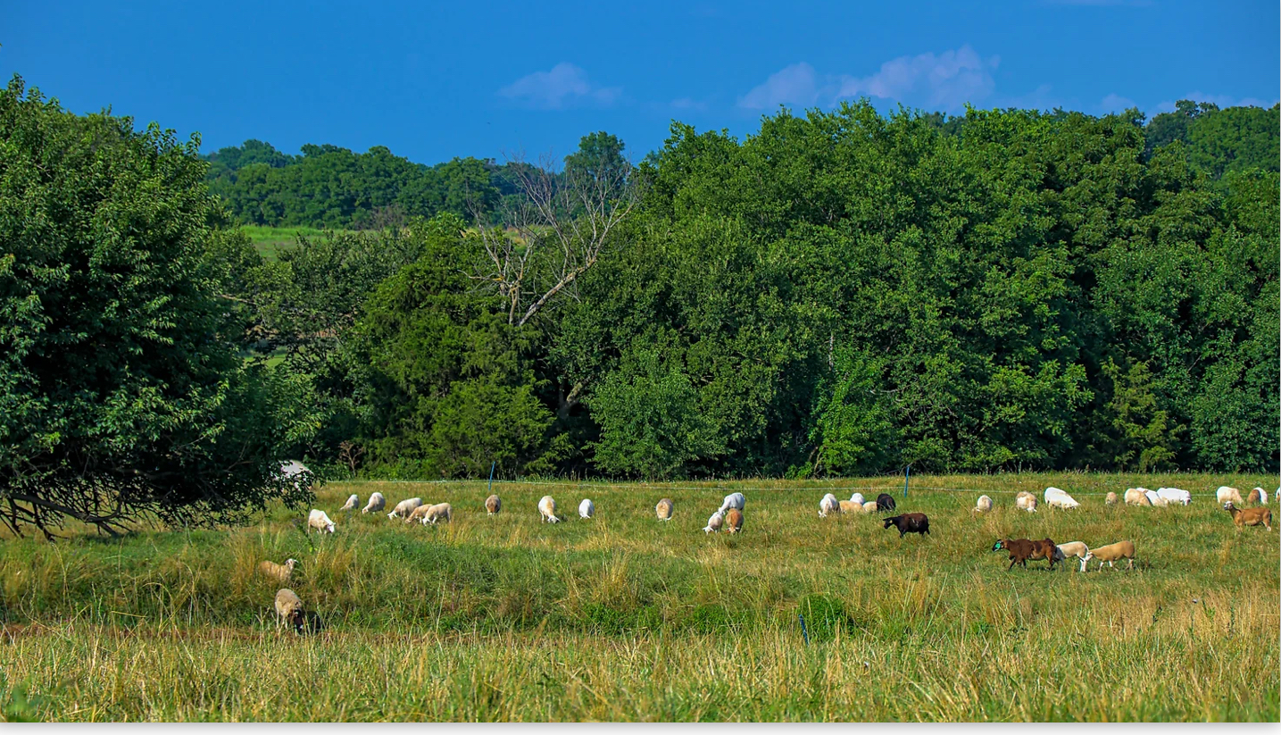 Multi-Species Grazing