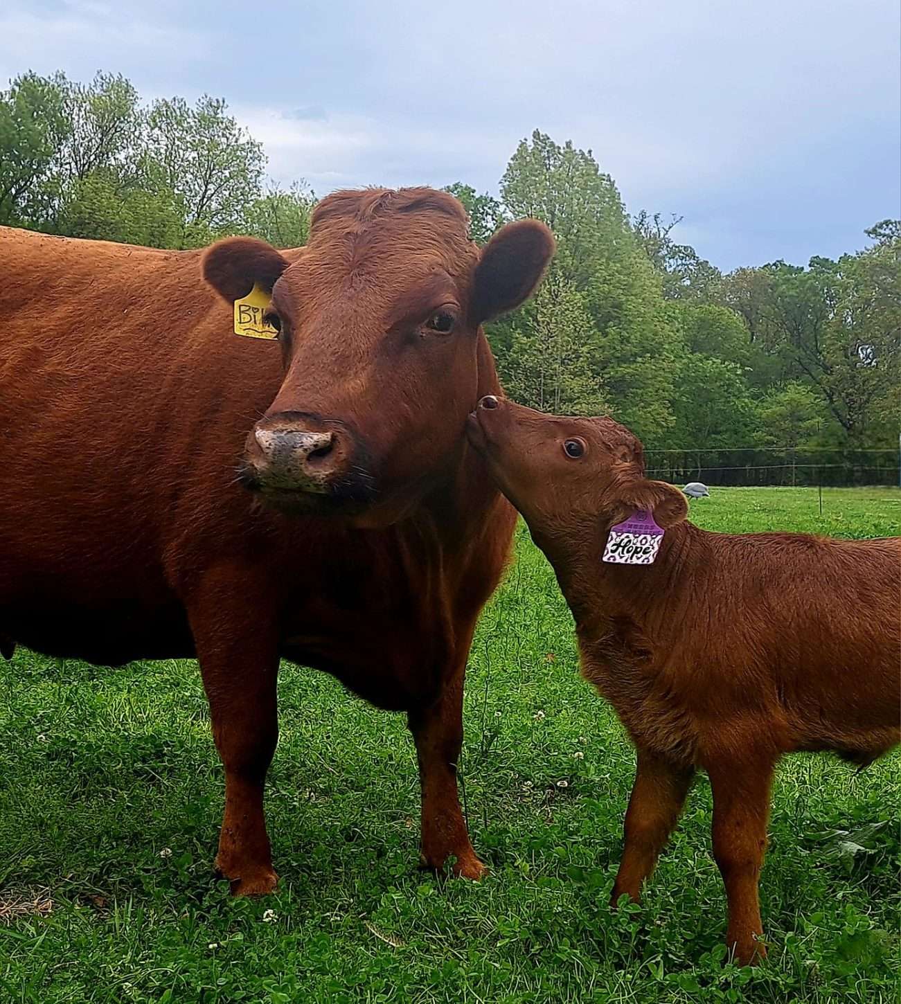 Honoring the Matriarchs of the Pasture