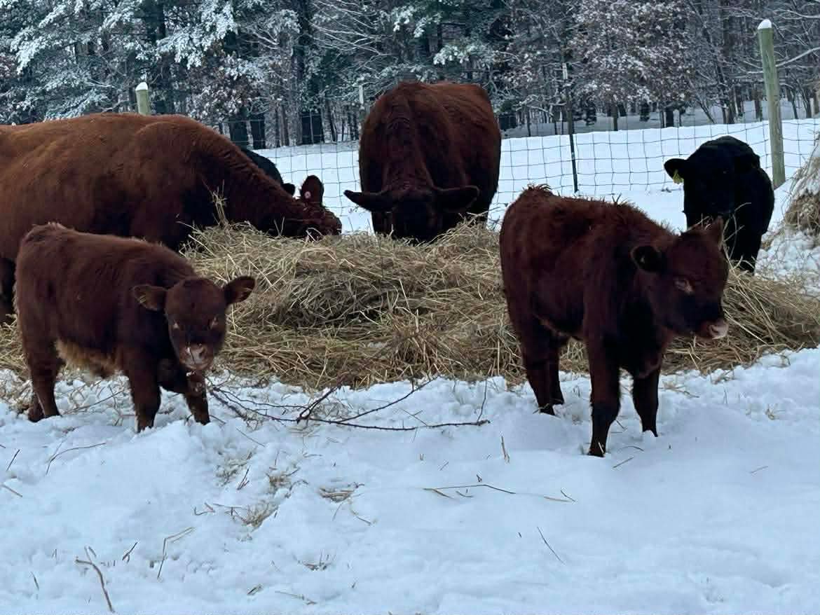 When do Cattle Feel cold