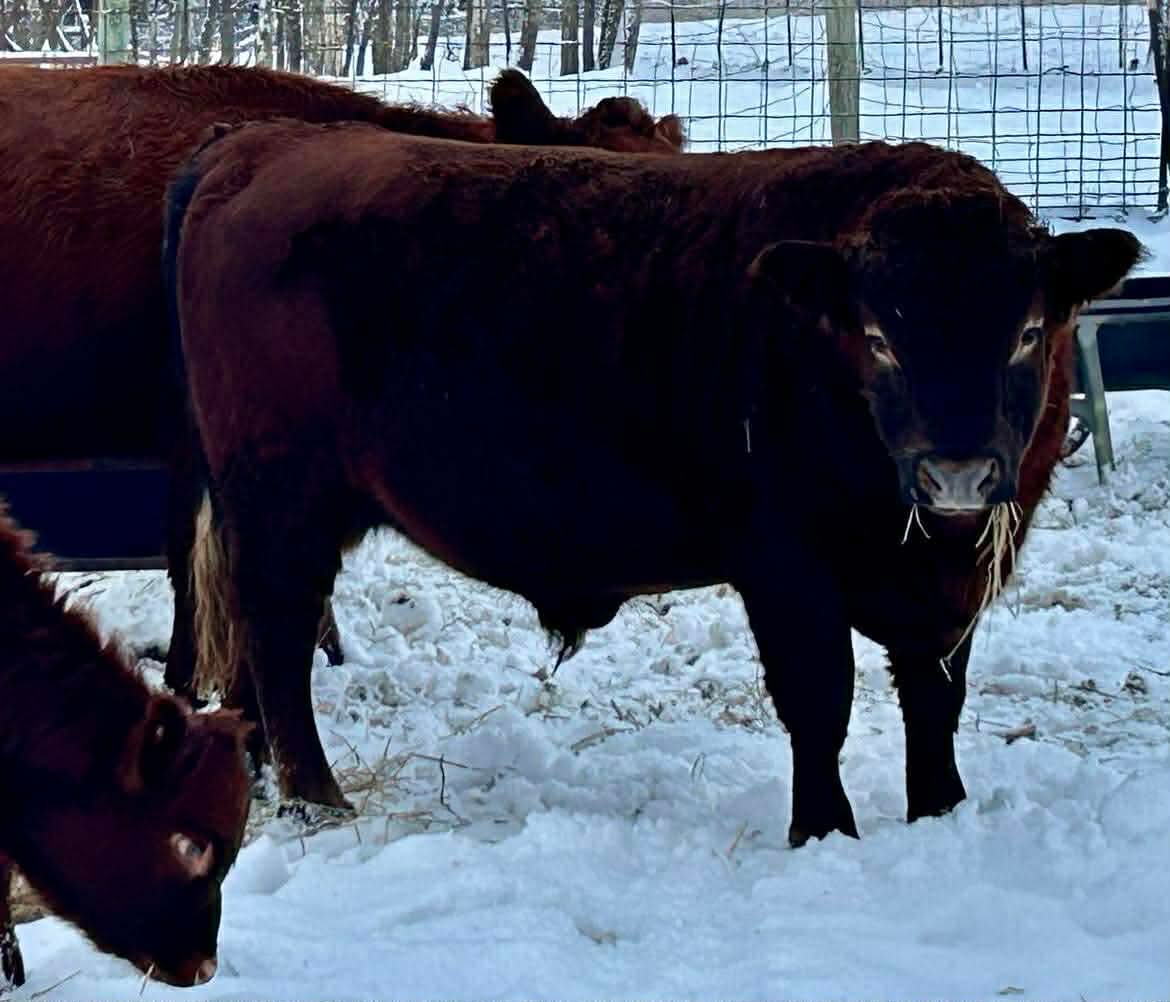 Winter care for herd bulls