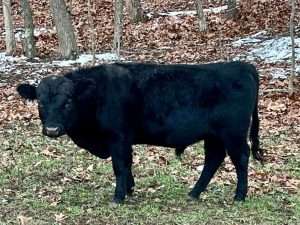 DEXTER CATTLE – JOY, LAUGHTER, AND HEARTBREAK PART II