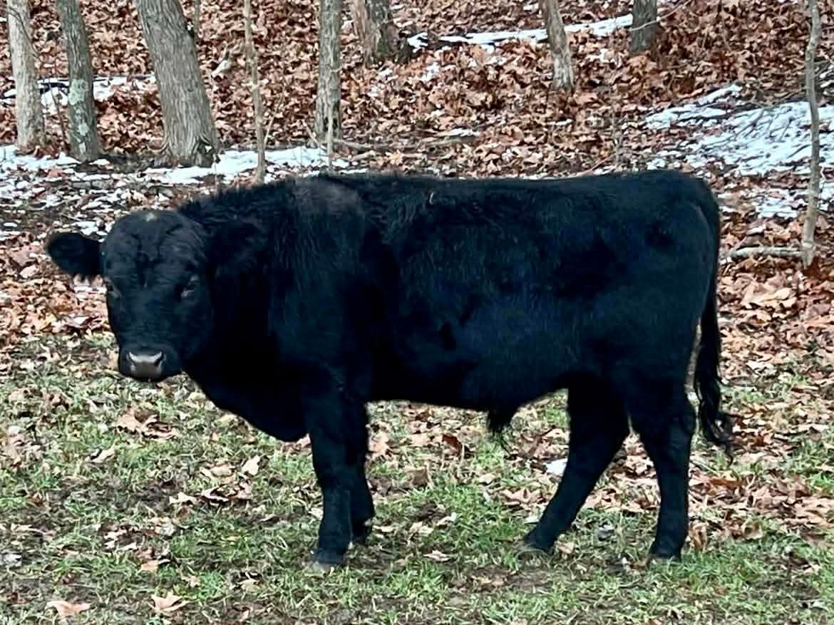 DEXTER CATTLE – JOY, LAUGHTER, AND HEARTBREAK – PART 4