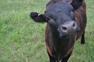 From Freezer Camp to the Milk Pail: Maggie’s Story